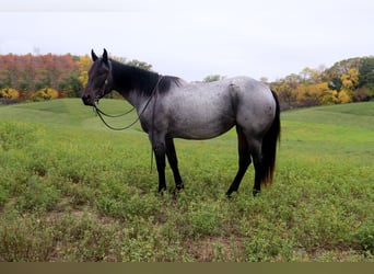 American Quarter Horse, Merrie, 3 Jaar, 152 cm, Roan-Bay