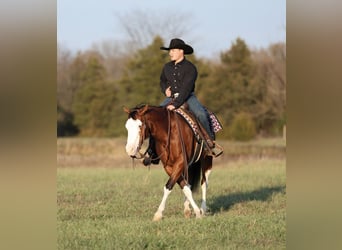 American Quarter Horse, Merrie, 3 Jaar, 152 cm, Roodbruin