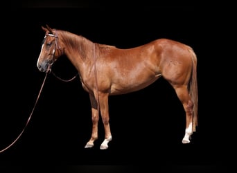 American Quarter Horse, Merrie, 3 Jaar, 152 cm, Roodvos