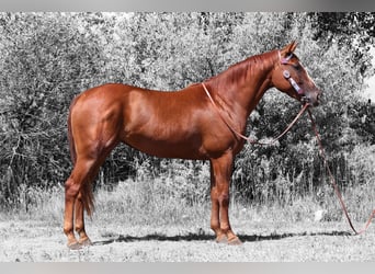 American Quarter Horse, Merrie, 3 Jaar, 152 cm, Roodvos