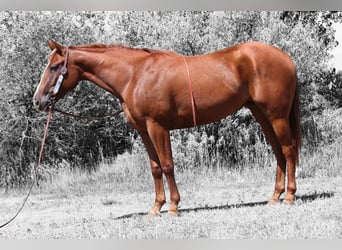 American Quarter Horse, Merrie, 3 Jaar, 152 cm, Roodvos