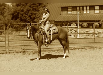 American Quarter Horse, Merrie, 3 Jaar, 152 cm, Roodvos