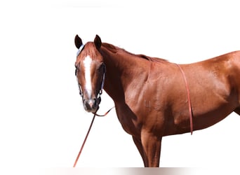 American Quarter Horse, Merrie, 3 Jaar, 152 cm, Roodvos
