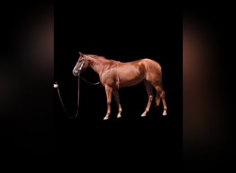 American Quarter Horse, Merrie, 3 Jaar, 152 cm, Roodvos