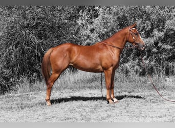 American Quarter Horse, Merrie, 3 Jaar, 152 cm, Roodvos