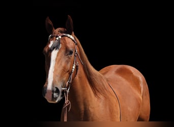 American Quarter Horse, Merrie, 3 Jaar, 152 cm, Roodvos
