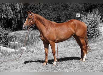 American Quarter Horse, Merrie, 3 Jaar, 152 cm, Roodvos