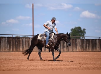 American Quarter Horse, Merrie, 3 Jaar, 152 cm, Zwart