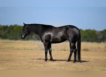 American Quarter Horse, Merrie, 3 Jaar, 152 cm, Zwart