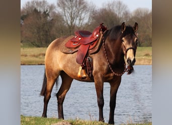 American Quarter Horse, Merrie, 3 Jaar, 153 cm, Buckskin