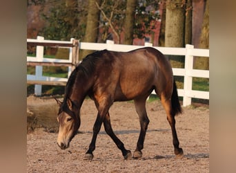 American Quarter Horse, Merrie, 3 Jaar, 153 cm, Buckskin