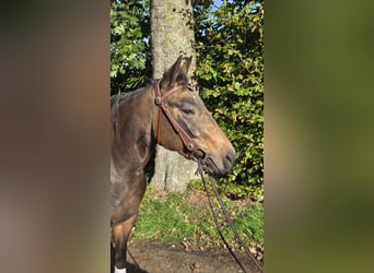 American Quarter Horse, Merrie, 3 Jaar, 153 cm, Buckskin