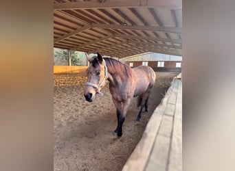 American Quarter Horse, Merrie, 3 Jaar, 153 cm, Buckskin