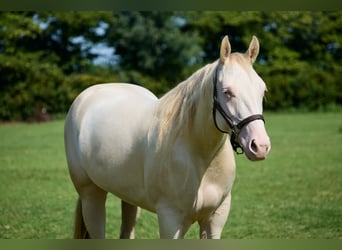American Quarter Horse, Merrie, 3 Jaar, 153 cm, Cremello