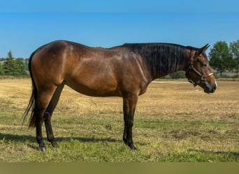 American Quarter Horse, Merrie, 3 Jaar, 153 cm, Donkerbruin