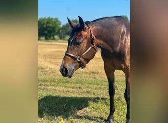 American Quarter Horse, Merrie, 3 Jaar, 153 cm, Donkerbruin