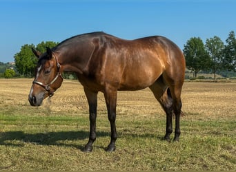 American Quarter Horse, Merrie, 3 Jaar, 153 cm, Donkerbruin