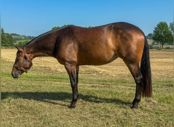 American Quarter Horse, Merrie, 3 Jaar, 153 cm, Donkerbruin