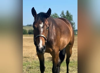 American Quarter Horse, Merrie, 3 Jaar, 153 cm, Donkerbruin