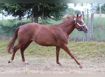 American Quarter Horse, Merrie, 3 Jaar, 153 cm, Vos