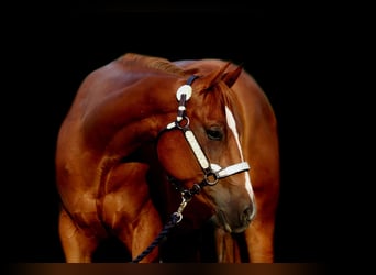 American Quarter Horse, Merrie, 3 Jaar, 153 cm, Vos