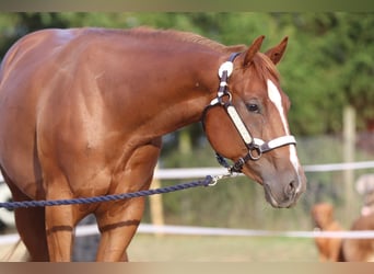 American Quarter Horse, Merrie, 3 Jaar, 153 cm, Vos