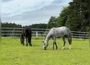 American Quarter Horse, Merrie, 3 Jaar, 155 cm, Appelschimmel