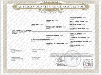 American Quarter Horse, Merrie, 3 Jaar, 155 cm, Bruin