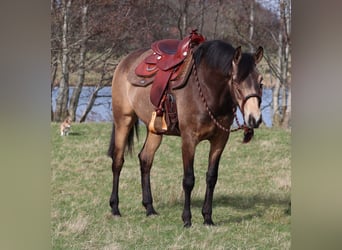 American Quarter Horse Mix, Merrie, 3 Jaar, 155 cm, Buckskin