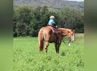 American Quarter Horse, Merrie, 3 Jaar, 155 cm, Falbe