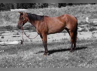 American Quarter Horse, Merrie, 3 Jaar, 155 cm, Roan-Bay
