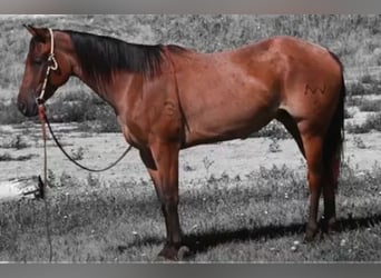 American Quarter Horse, Merrie, 3 Jaar, 155 cm, Roan-Bay