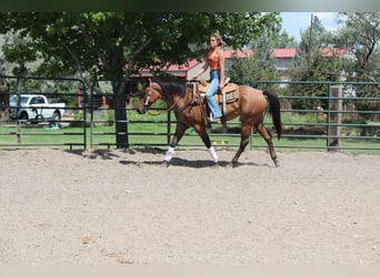 American Quarter Horse, Merrie, 3 Jaar, 155 cm, Roan-Bay