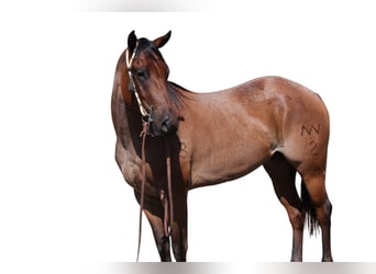American Quarter Horse, Merrie, 3 Jaar, 155 cm, Roan-Bay