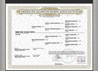 American Quarter Horse, Merrie, 3 Jaar, 155 cm, Roan-Bay