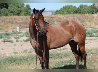 American Quarter Horse, Merrie, 3 Jaar, 155 cm, Roan-Bay