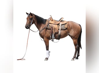 American Quarter Horse, Merrie, 3 Jaar, 155 cm, Roan-Bay
