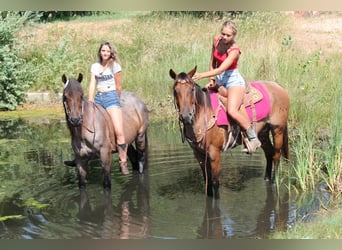 American Quarter Horse, Merrie, 3 Jaar, 155 cm, Roan-Bay