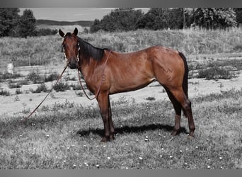 American Quarter Horse, Merrie, 3 Jaar, 155 cm, Roan-Bay