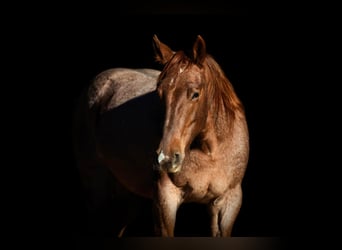 American Quarter Horse, Merrie, 3 Jaar, 155 cm, Roan-Red