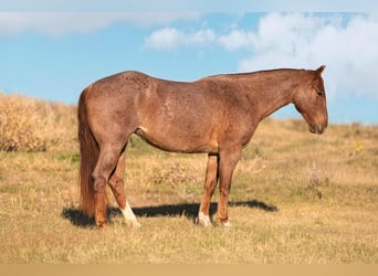 American Quarter Horse, Merrie, 3 Jaar, 155 cm, Roan-Red