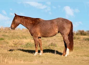 American Quarter Horse, Merrie, 3 Jaar, 155 cm, Roan-Red