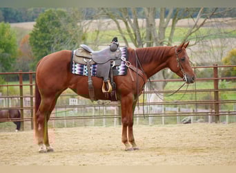 American Quarter Horse, Merrie, 3 Jaar, 155 cm, Roodvos