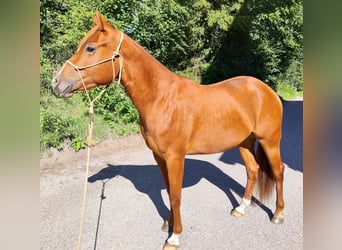 American Quarter Horse, Merrie, 3 Jaar, 156 cm, Vos