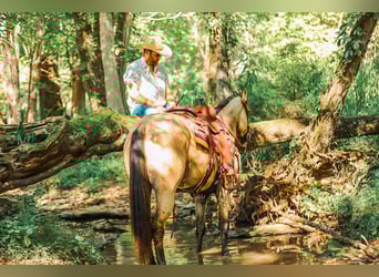 American Quarter Horse, Merrie, 3 Jaar, 157 cm, Buckskin