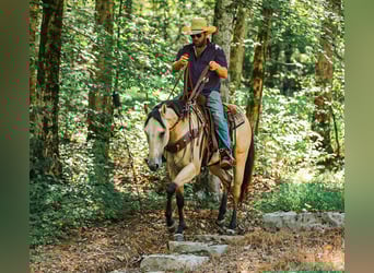 American Quarter Horse, Merrie, 3 Jaar, 157 cm, Buckskin