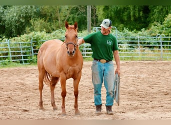 American Quarter Horse, Merrie, 3 Jaar, 159 cm