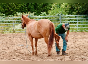 American Quarter Horse, Merrie, 3 Jaar, 159 cm