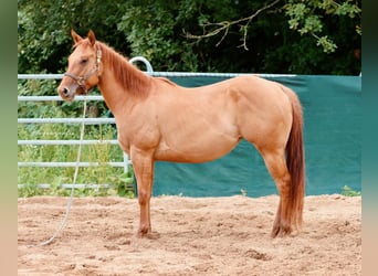 American Quarter Horse, Merrie, 3 Jaar, 159 cm