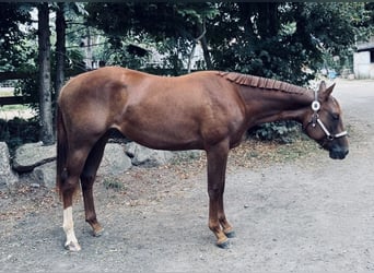 American Quarter Horse, Merrie, 3 Jaar, 160 cm, Donkere-vos